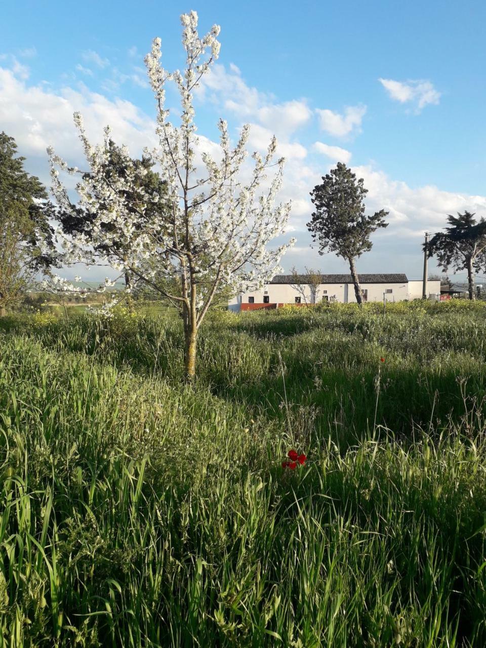 Masseria Agriturismo Moschella Posta Piana Kültér fotó
